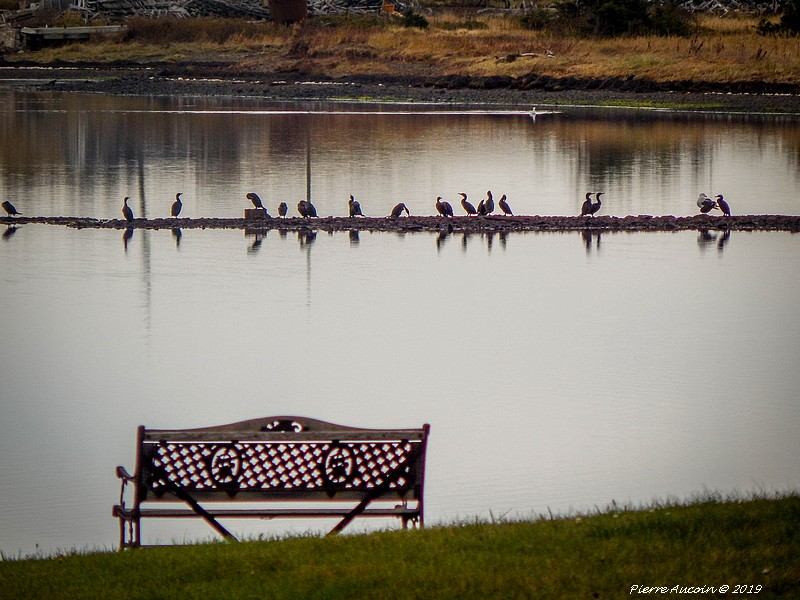 Pa2019 Imn 66918 Banc Et Oiseaux Cfim